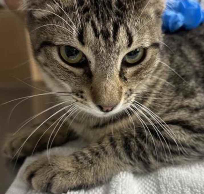 Photo of Dr. Silberman