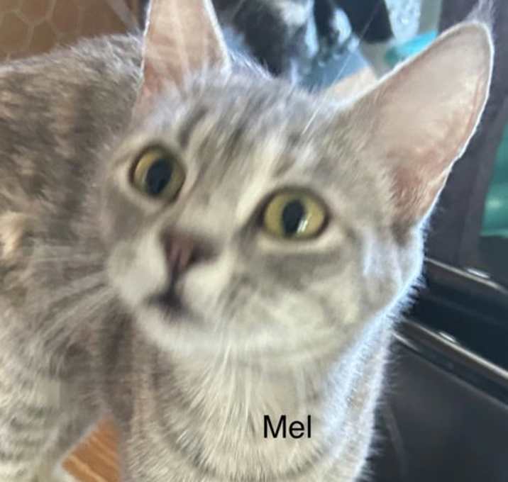 Photo of Mel (Honey)