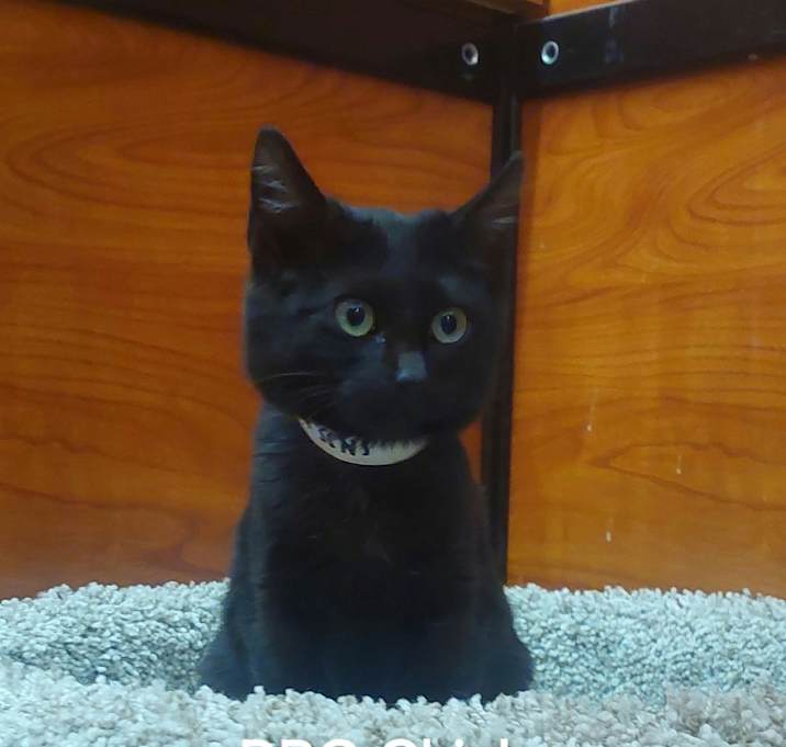 Photo of BBQ Chicken