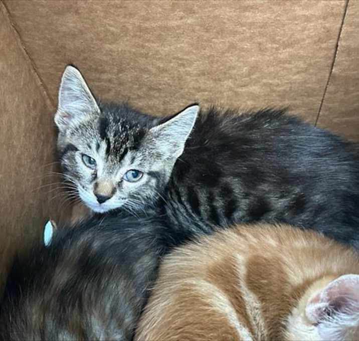 Photo of ALEXIS ROSE