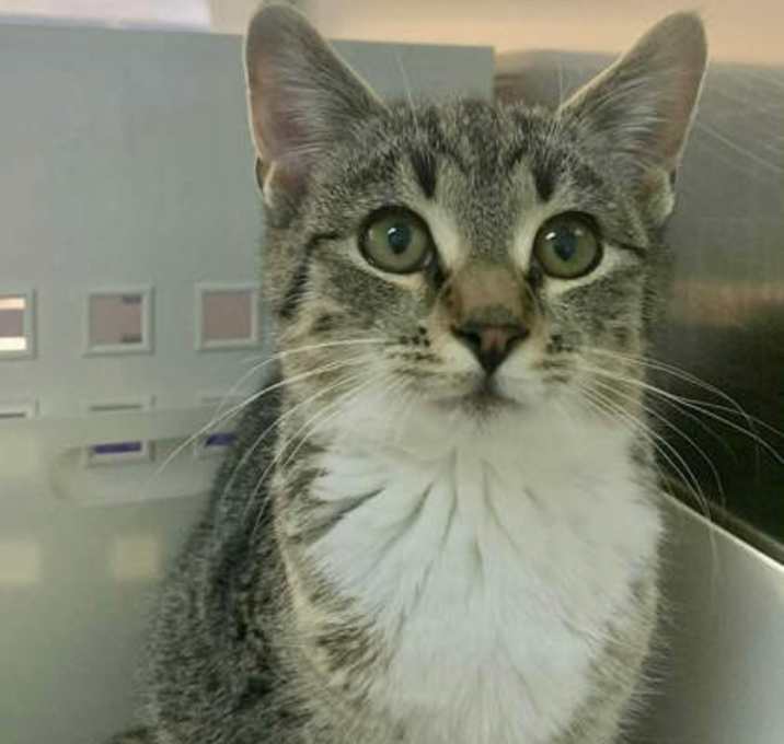 Photo of Cannoli - PetSmart West Berlin