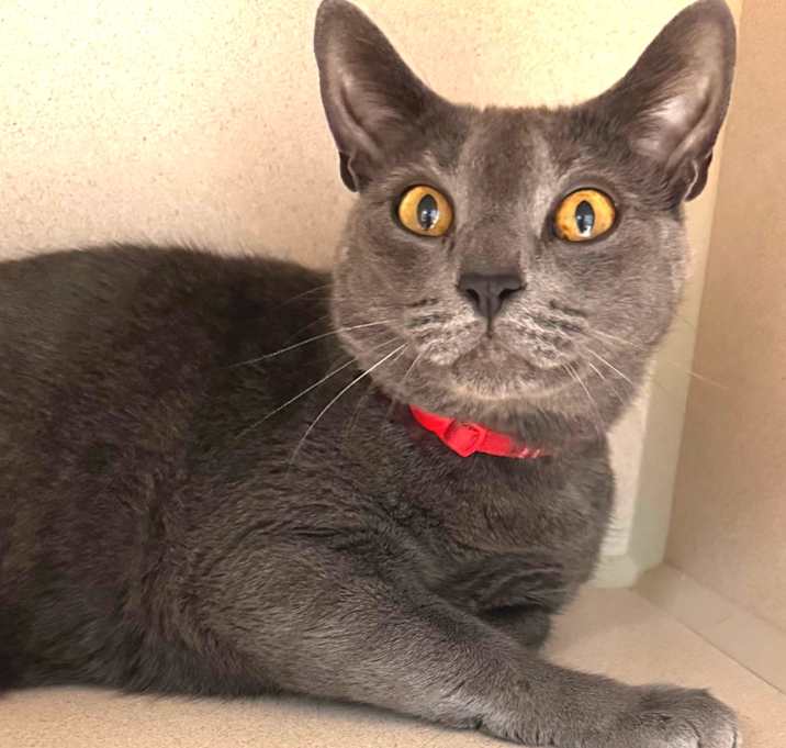 Photo of Sir Thackery