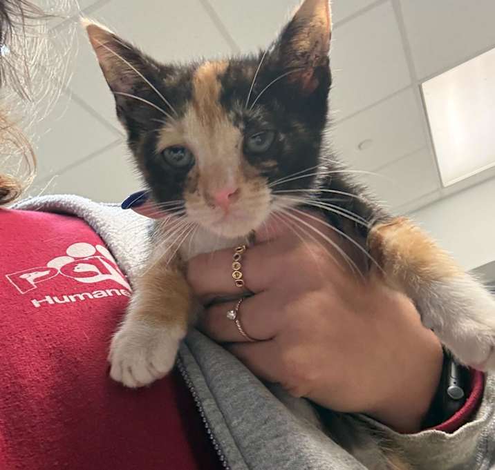 Photo of 12/12/2025-stray-32ndAvenue-2