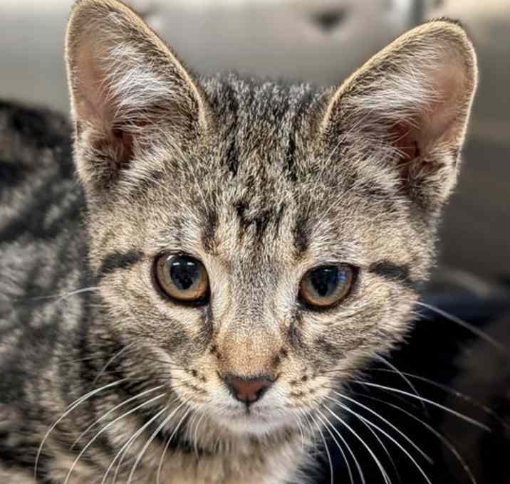 Photo of Ashley Cooke