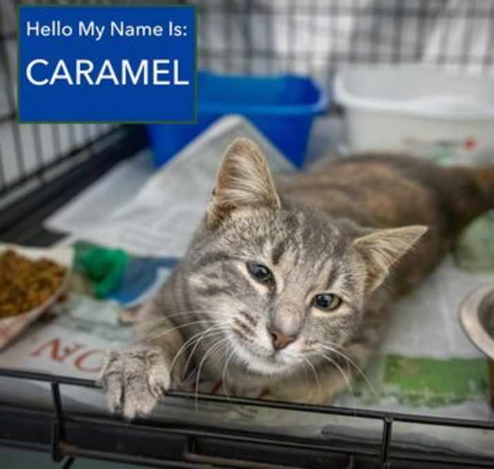 Photo of Caramel (FCID# 12/01/2025 - 19 Trainer)