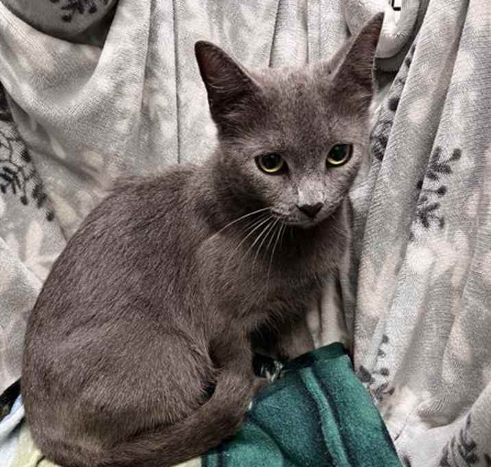 Photo of GINGERBREAD