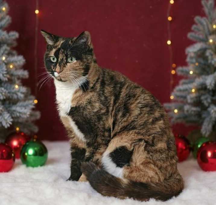 Photo of Spice 25/762