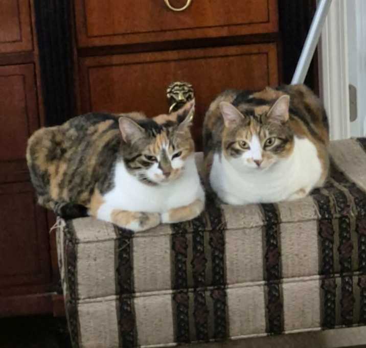 Photo of Kitty Witty (AKA Mama Kitty) and CeeCee (AKA Daughter)