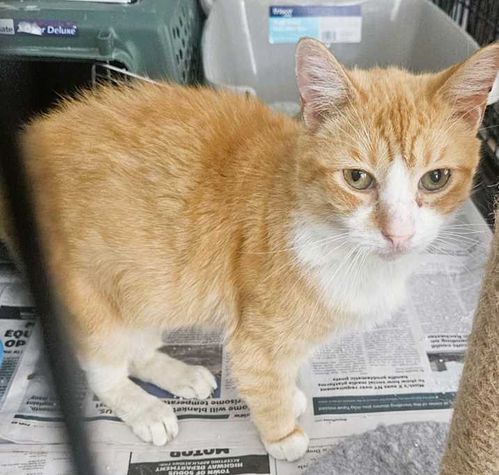 Photo of Flynn (A Sweetheart)