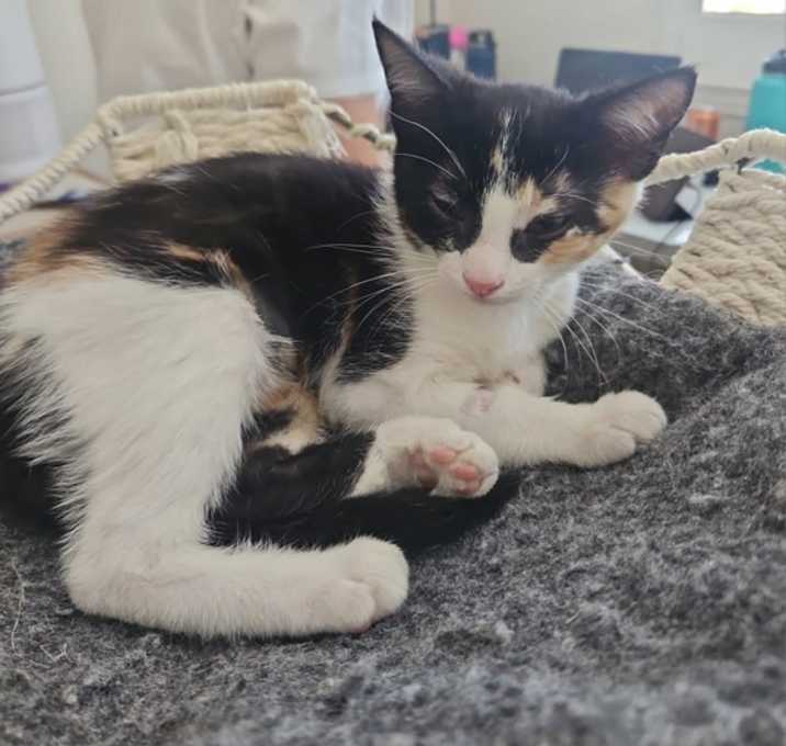 Photo of Firecracker 4830