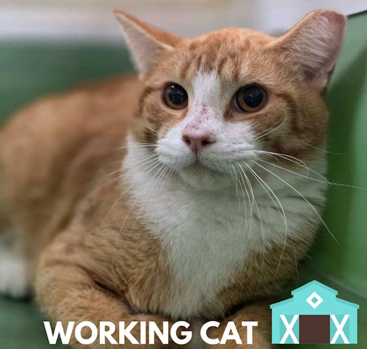 Photo of Saint Nicholas