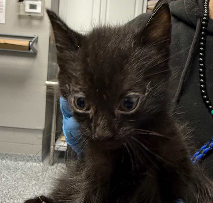 Photo of Triceratops