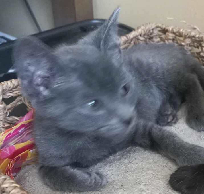 Photo of RAISING CANES