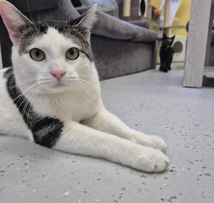 Photo of Gordie Meow