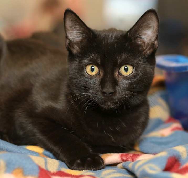 Photo of Raspberry Swirl