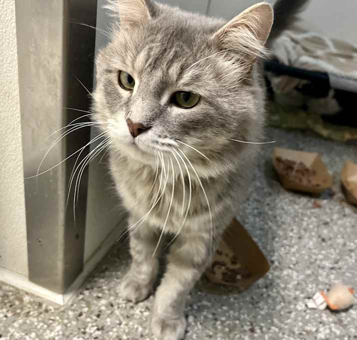 Photo of Lasagna Larry