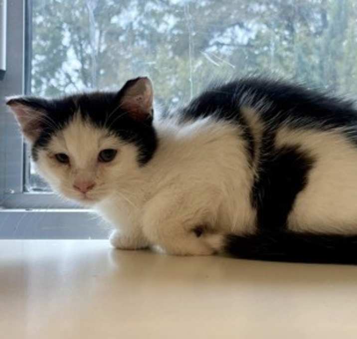 Photo of Cedric (Leuk +)