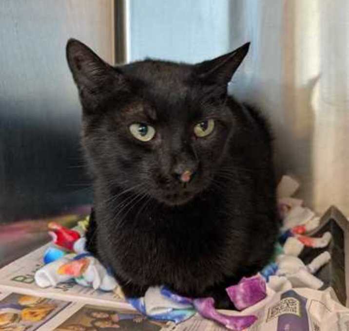 Photo of The King in Yellow