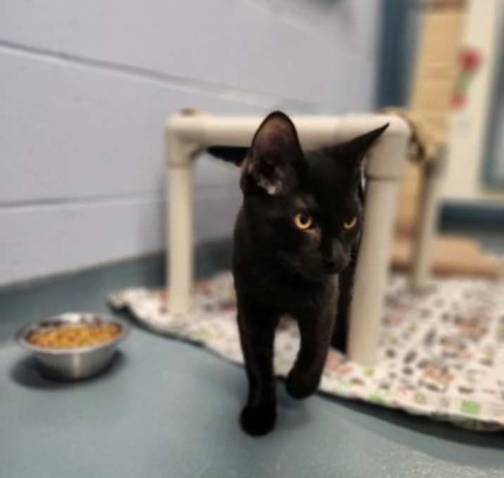 Photo of Pecan - Kitchener