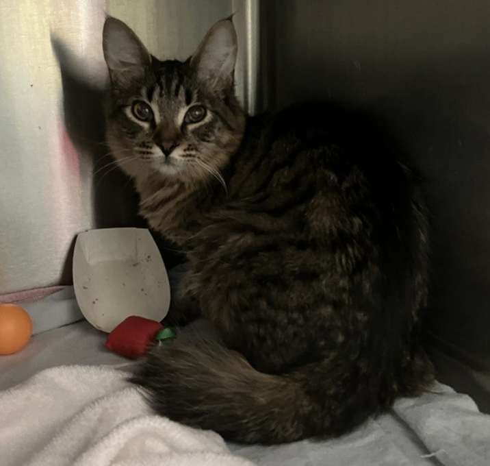 Photo of Cattitude Cat: Aurora