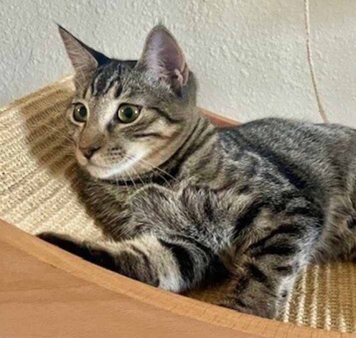 Photo of Jill ⭐️PROMOTION⭐️ Charlie's Angel's Litter