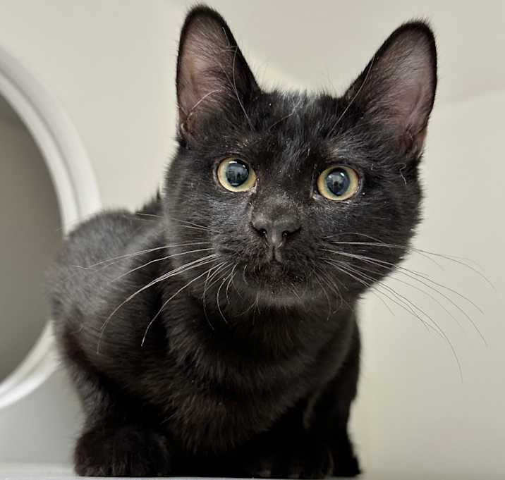 Photo of Tinky-Winky