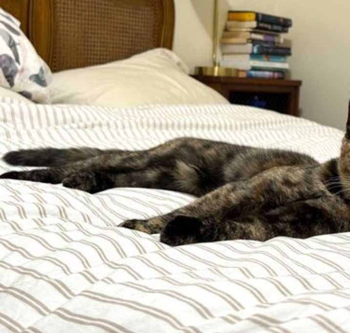 Photo of Gracie (bonded with Olivetta)