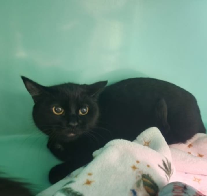 Photo of Rosette - Foster-to-Adopt