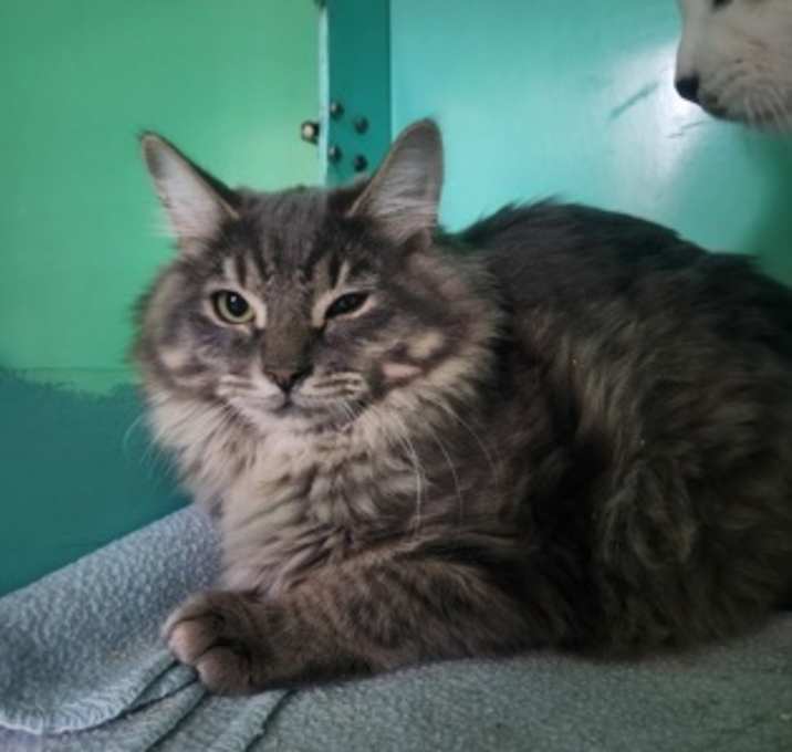 Photo of Gingerbread House - Foster-to-