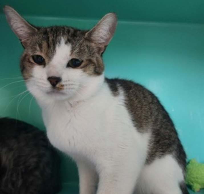 Photo of Pecan Praline - Foster-to-Adop