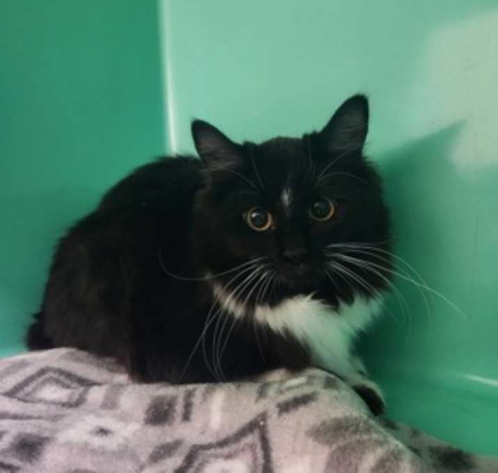 Photo of Crinkle Cookie - Foster-to-Ado