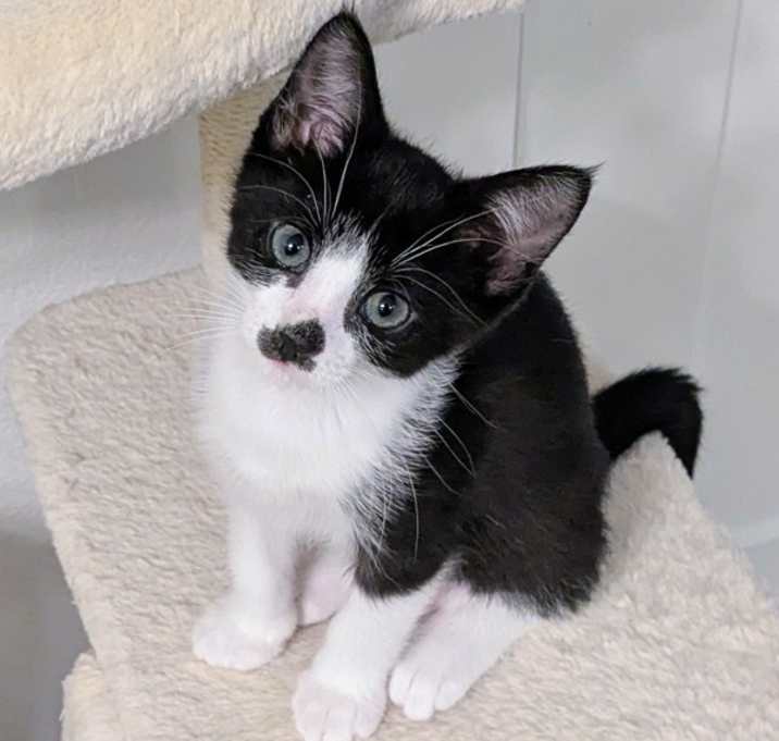 Photo of Love Bug K5 Cuddlebug