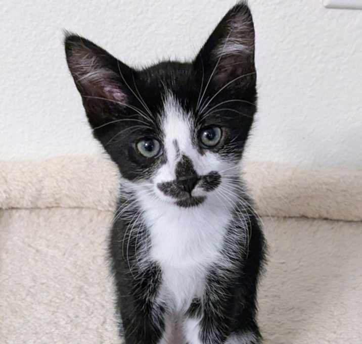 Photo of Love Bug K4 Ladybug