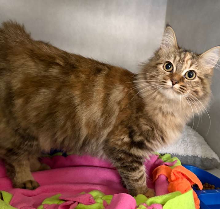 Photo of Fern @ Dorchester Road PetSmart