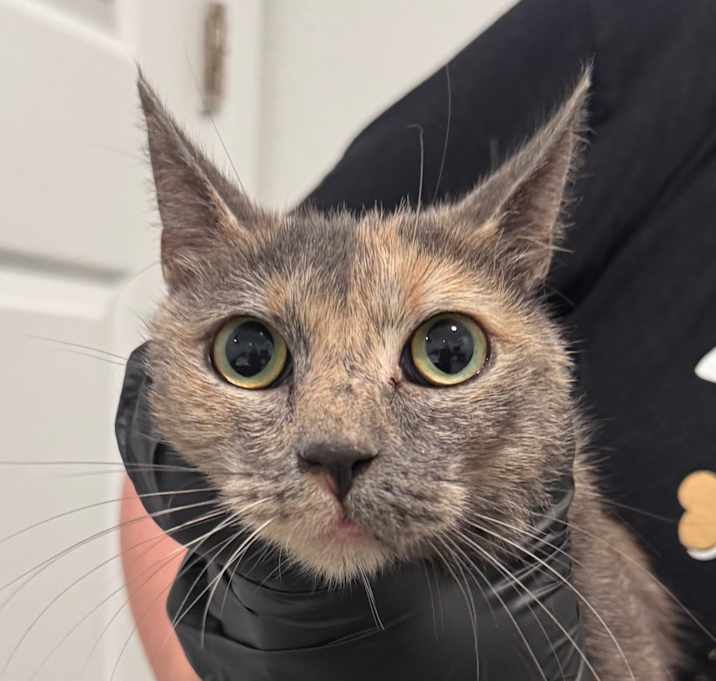 Photo of Angel (C000-728) - Costa Mesa Location