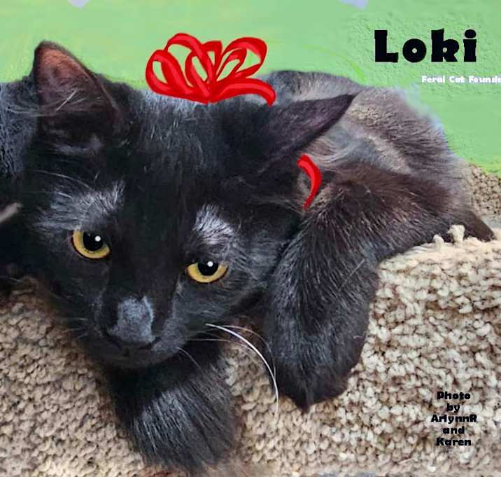 Photo of Loki