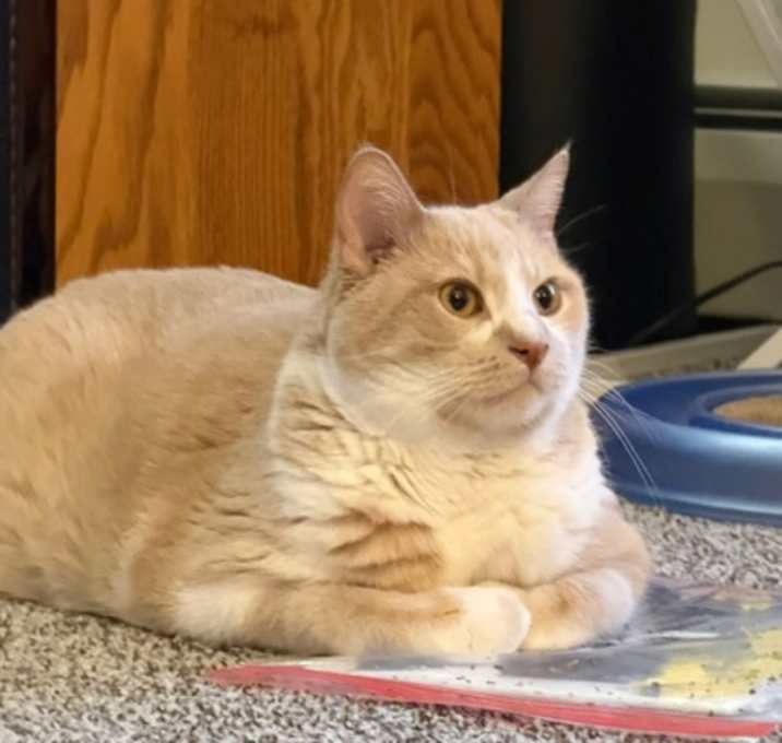 Photo of Vincent *Van Gogh*