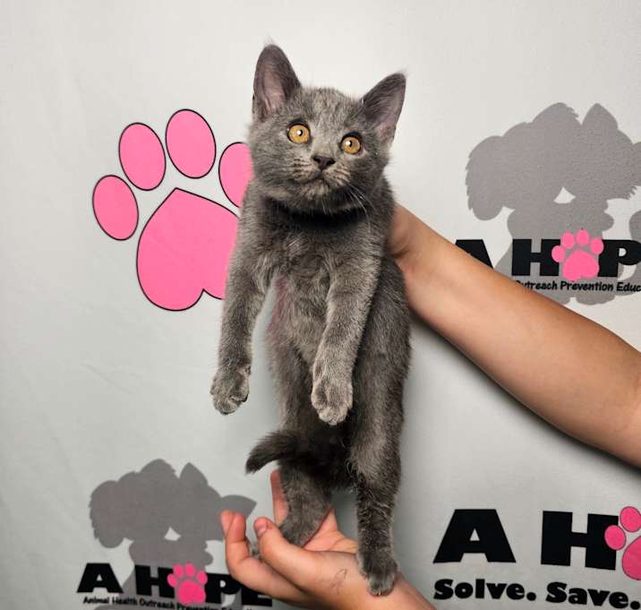 Photo of Lakeview Blue