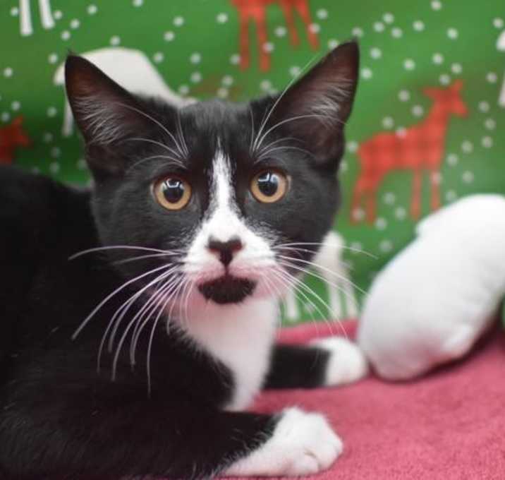 Photo of Cat In The Hat