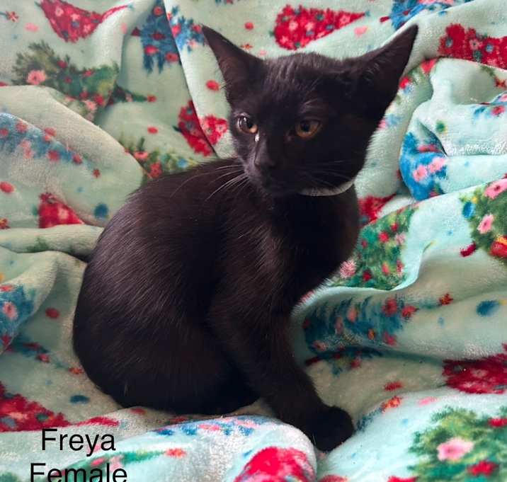 Photo of Freya