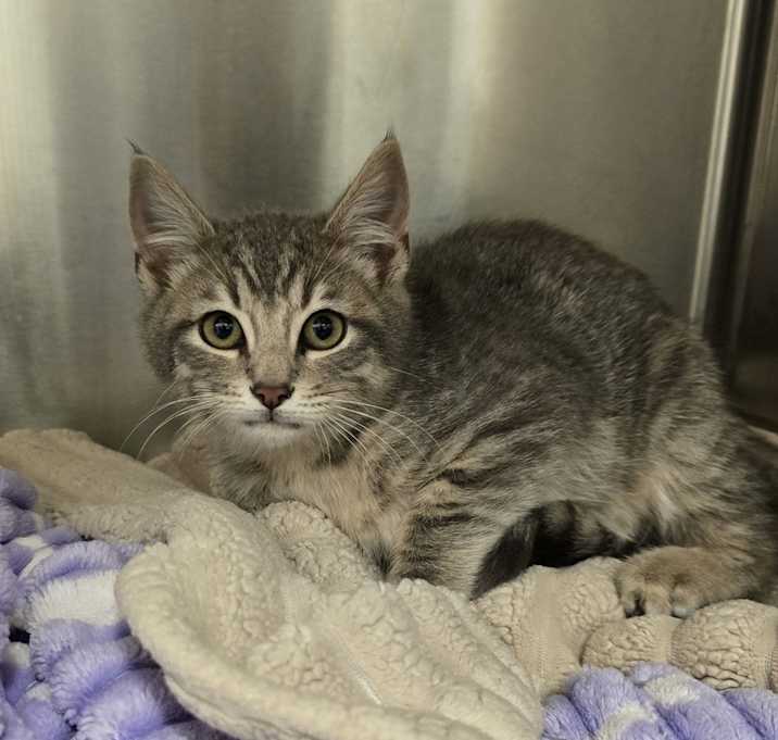 Photo of Amillion Bucks