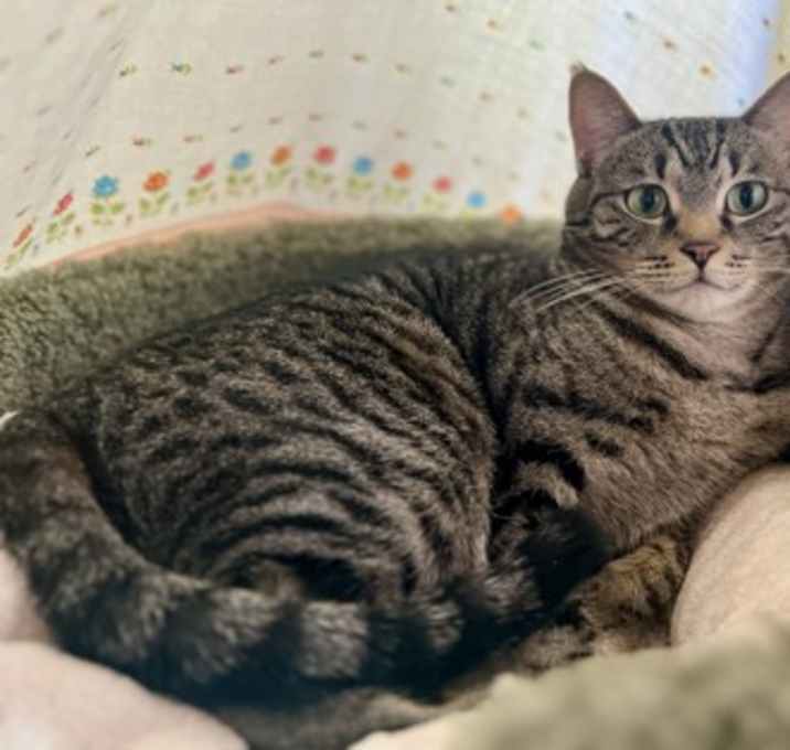 Photo of Tigger/Betty