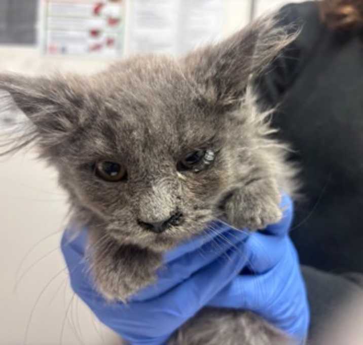 Photo of Merry *AVAILABLE 12/17*