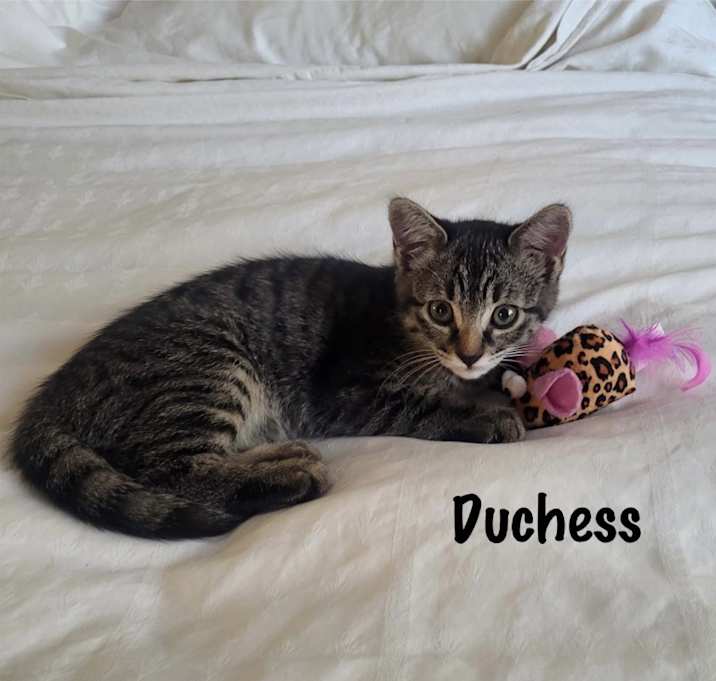 Photo of Duchess