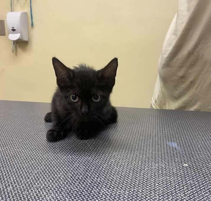 Photo of Hedge Trimmer