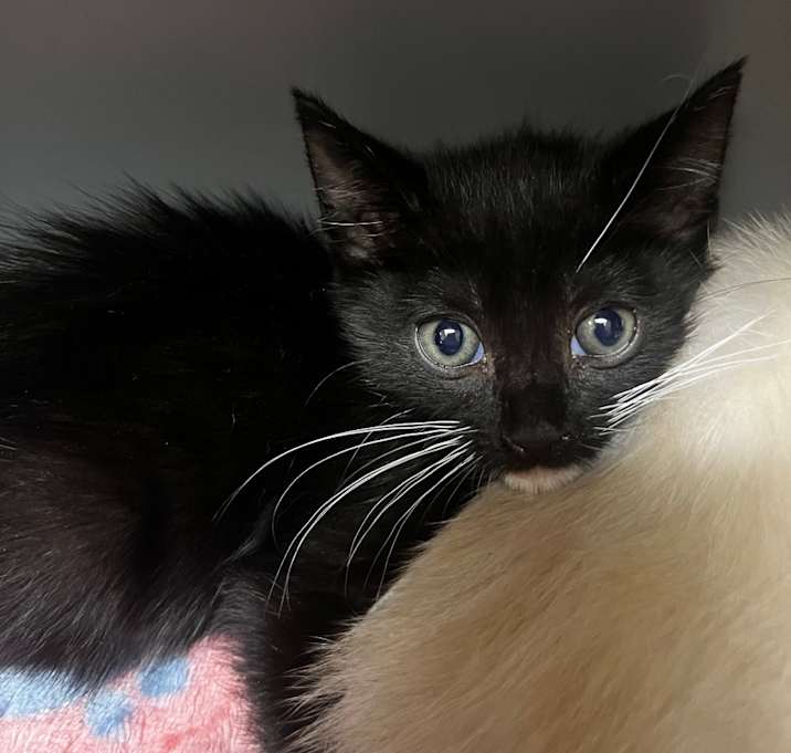 Photo of Copperfield BD