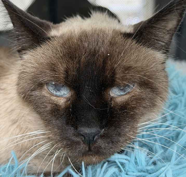 Photo of Peppermint and Candy bonded senior pair