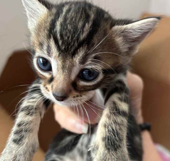 Photo of Honey Crisp