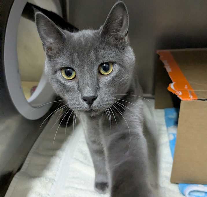 Photo of Earl (Critter Barn)