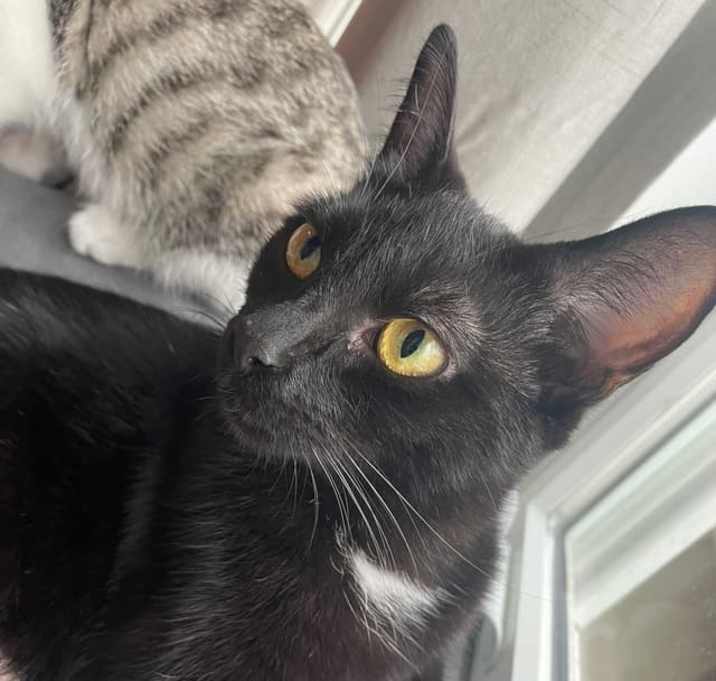 Photo of Rosebud "Rose"